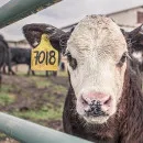 Заражение коров бруцеллезом выявлено в Астраханской области