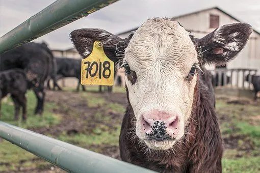 Заражение коров бруцеллезом выявлено в Астраханской области 
