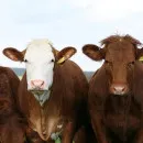 Заражение коров бруцеллезом выявлено в Астраханской области
