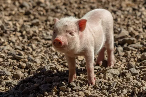 Вспышка африканской чумы свиней зарегистрирована под Астраханью  