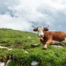 В Астраханской области введены штрафы за нарушение правил выпаса скота
