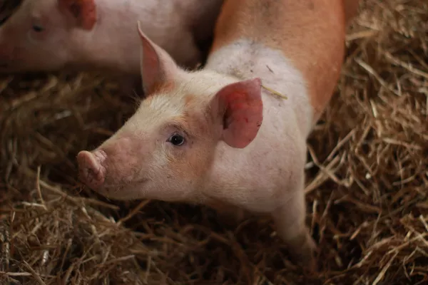 В чем причина массовой гибели свиней в Астраханской области