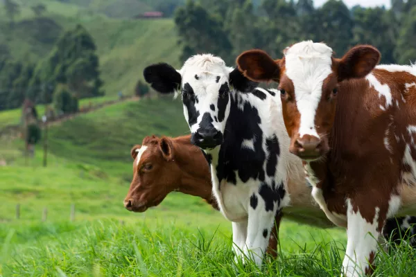 Астраханская область экспортирует крупный рогатый скот и баранину