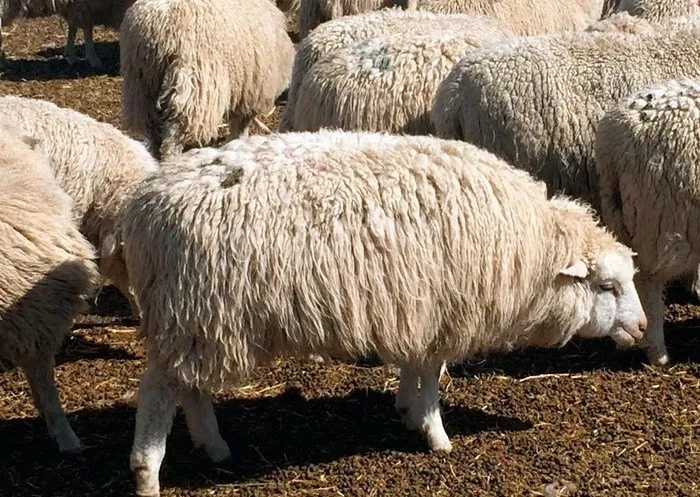 овцы на убой, выход мяса 50% в Горно-Алтайске