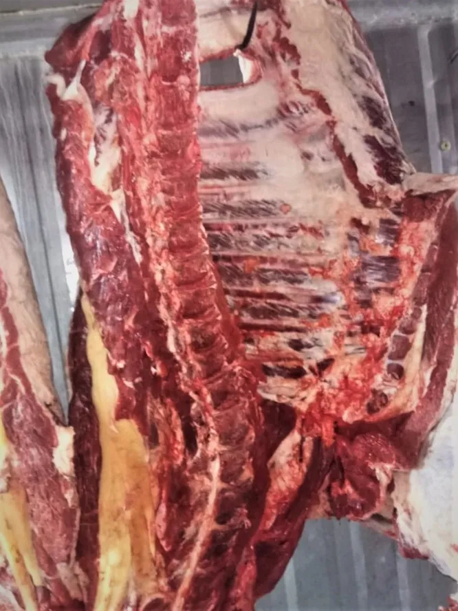 фотография продукта Полутуши говяжьи оптом